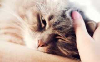 Передаются ли глисты от кошки к человеку?